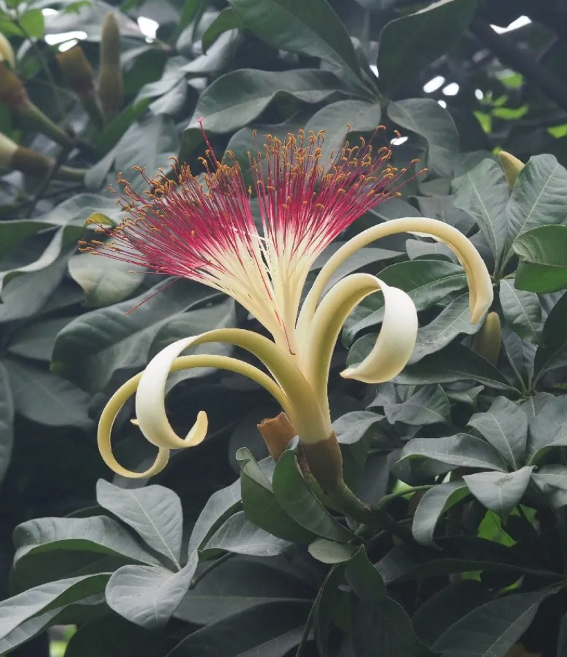 Flowering Bird Gesture Long Sleeve - Pink Dust